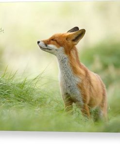 Zen Fox Series - Zen Fox Canvas Print