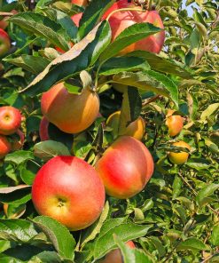Zestar Apple Tree MaluMalus x domestica 'Minnewashta'