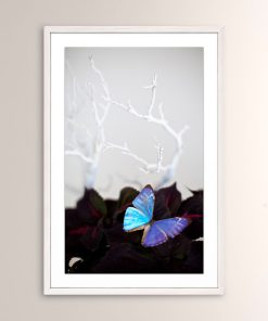 "Velvet Butterfly" Framed Giclee Print by Zoe Bios